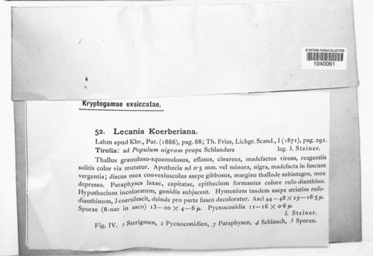 Lecania koerberiana image